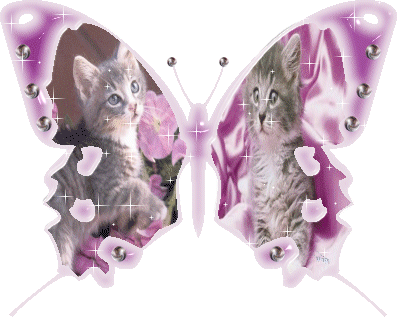 papillon et chaton