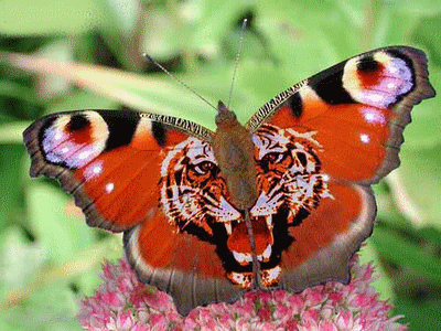 papillon 